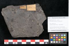 Foto (Objekt + Etikett) von Thinnfeldia australis Ettingshausen (NHMW-GEO-2024-0188-10312)